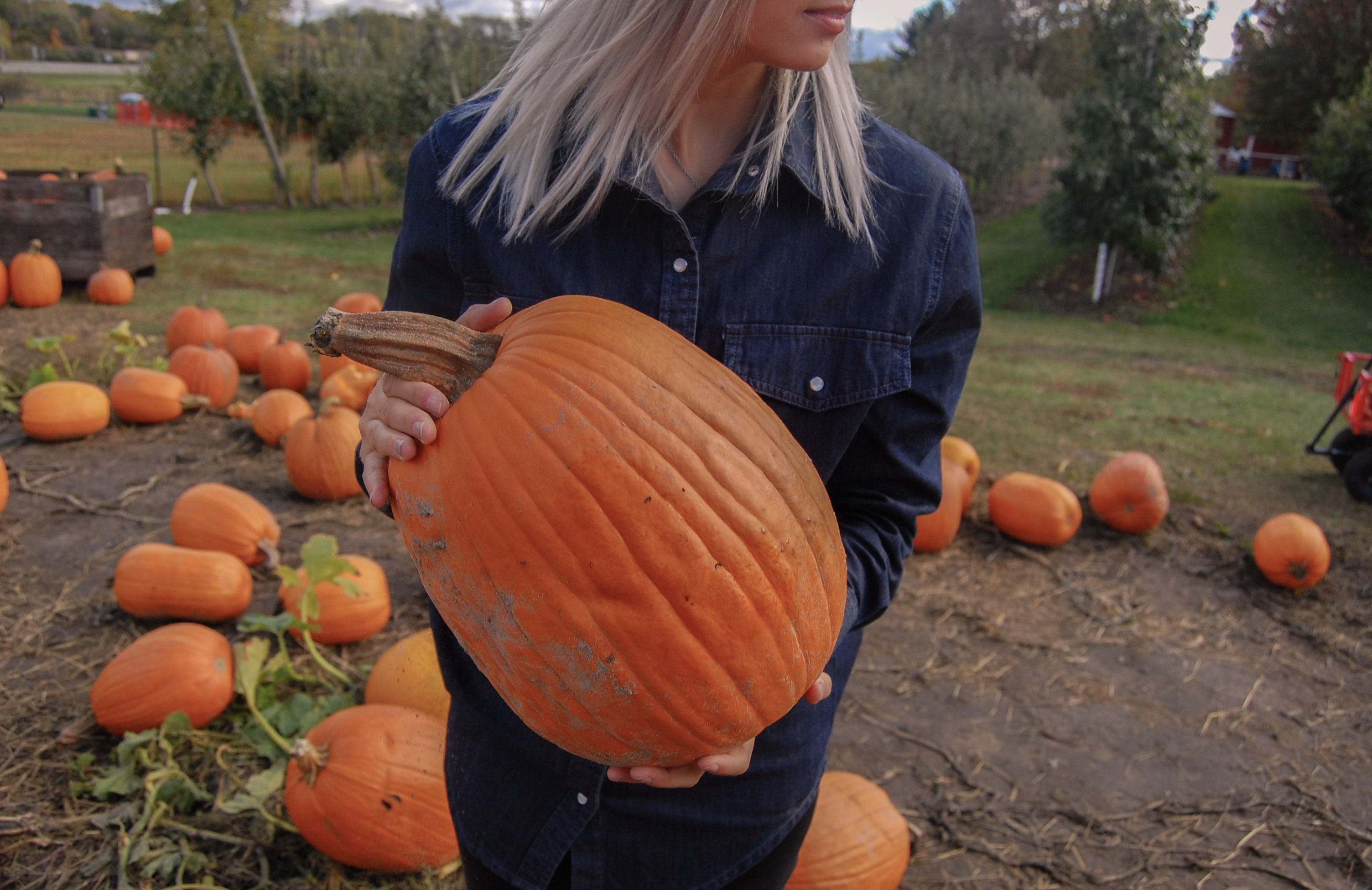 fall pumpkin patch