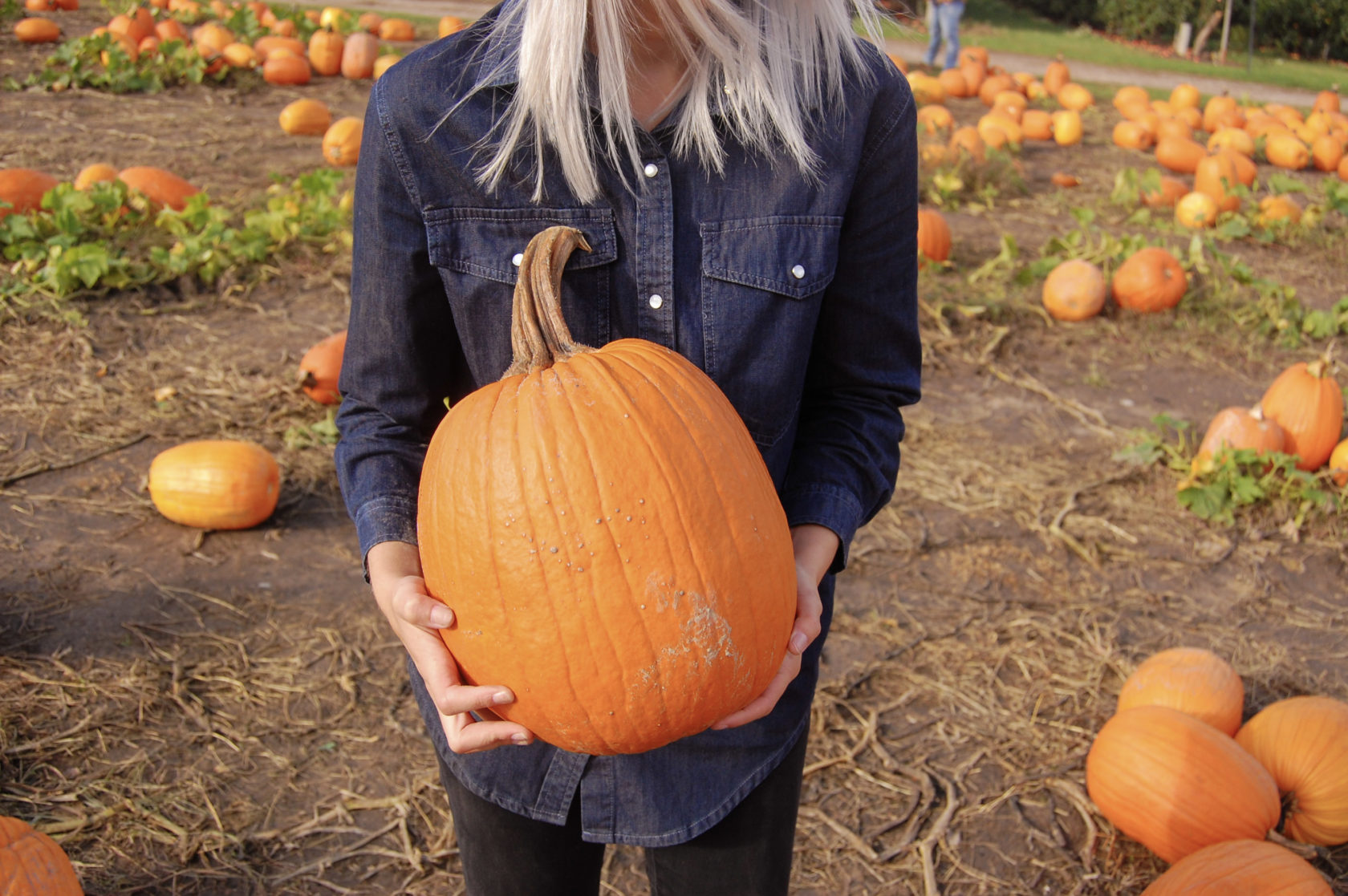 Fall Pumpkin Patch